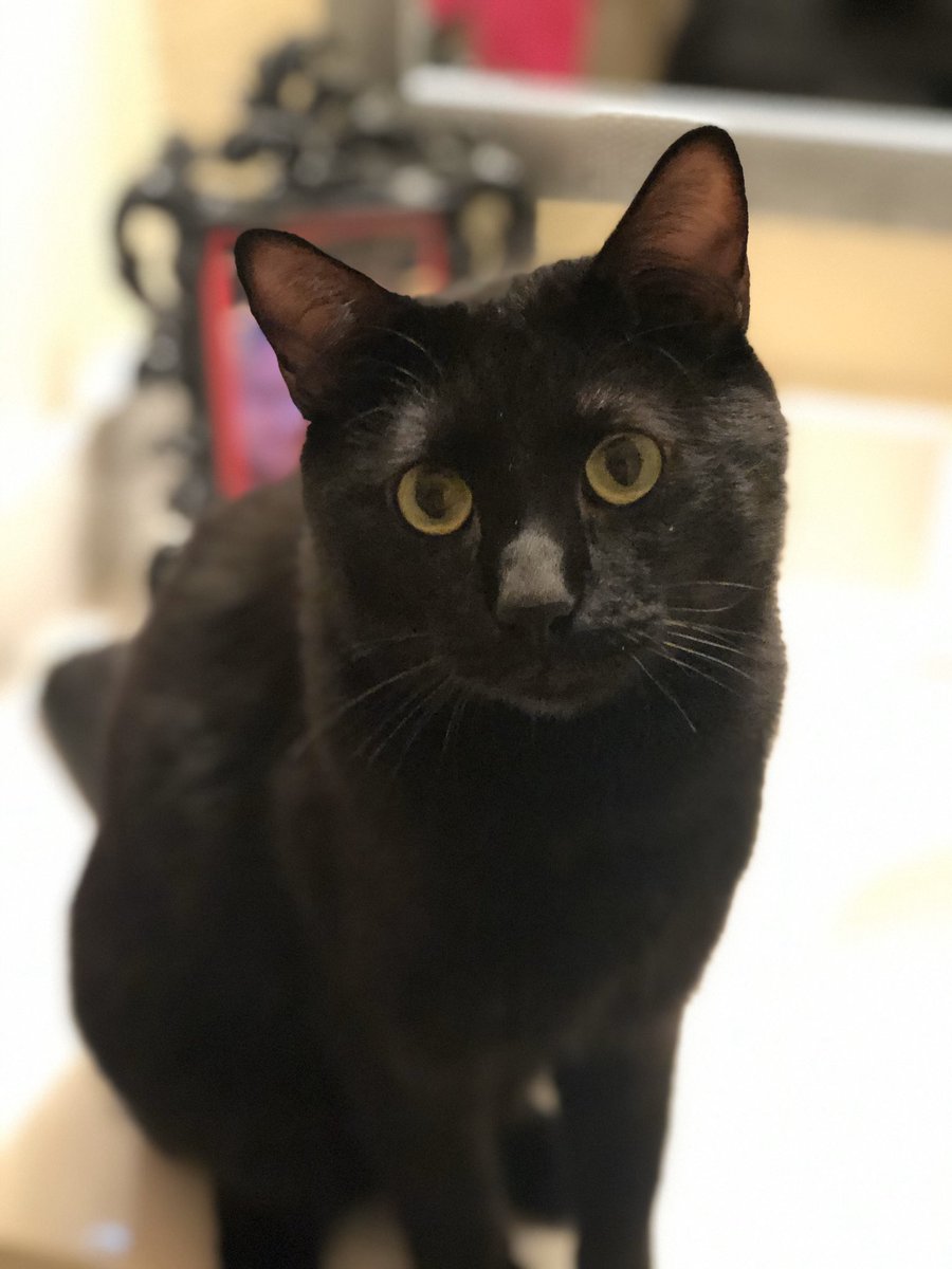 Katiecook86Cook's tweet photo. @Number10cat My Freddie Mercury thinks Freddie Purrcury is the purr-fect name!! 😻 https://t.co/wXs9py0QA5