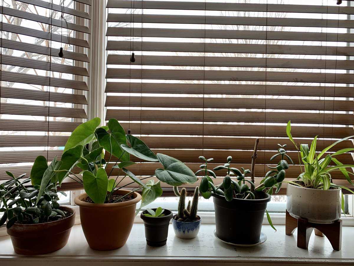 beesquaired's tweet photo. Today, our plants took a field trip from one side of the house to the other. #day15 https://t.co/v7L2OLGCFI