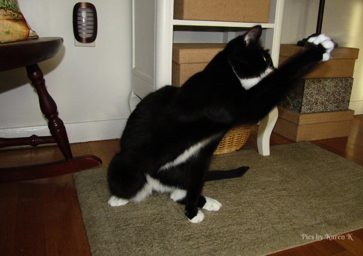 KalSays's tweet photo. @MspcaAngell Wylie, practicing his social distancing skills #AdoptedfromMspcaAngell #tenyearsago https://t.co/ERlYYQ7pkh