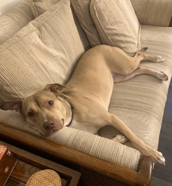 I’ve Pet That Dog (@ivepetthatdog) on Twitter photo I would love to pet Maggie. She is a 4 year old Pitbull mix <a href="/ReachRescueInc/">Reach Rescue Inc.</a> who needs a home. She should be the only pet. Maggie can do tricks: shake, leave it, and play dead. She loves people, carrots, and running in the backyard. More than anything, she wants to find her family I would love to pet Maggie. She is a 4 year old Pitbull mix <a href="/ReachRescueInc/">Reach Rescue Inc.</a> who needs a home. She should be the only pet. Maggie can do tricks: shake, leave it, and play dead. She loves people, carrots, and running in the backyard. More than anything, she wants to find her family