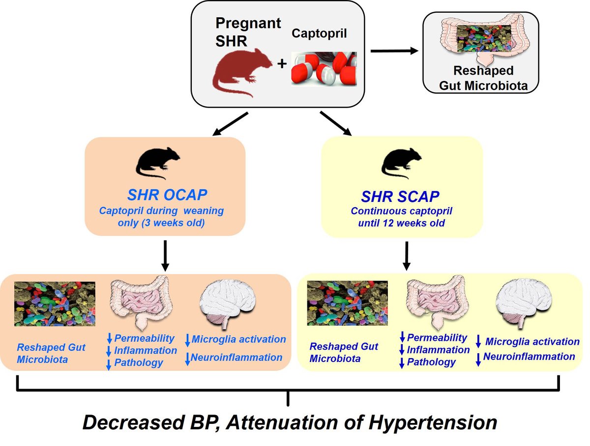 HyperAHA's tweet photo. Maternal Treatment With Captopril Persistently Alters Gut-Brain Communication and Attenuates Hypertension of Male Offspring. https://t.co/Pbub4L12dd https://t.co/xjLrPMecBK