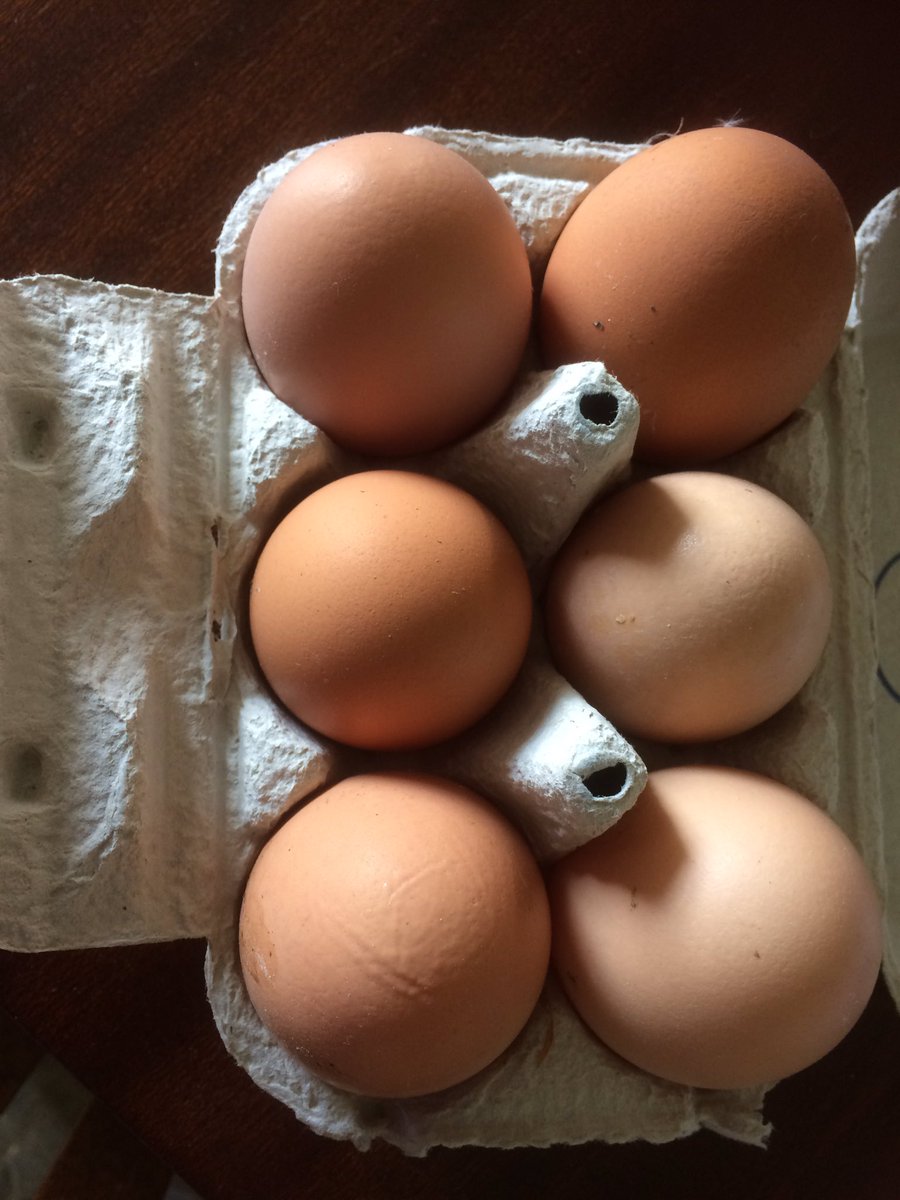 FarmerJamesHT's tweet photo. Our #exbattery #chickens don't know we've had to close to #farmstay guests and are laying their eggs as usual. So today I donned disposable gloves and delivered lots of these by quad bike to our neighbouring hamlet, leaving half a dozen outside each house โค๏ธ๐ https://t.co/CD4q3KSE7B