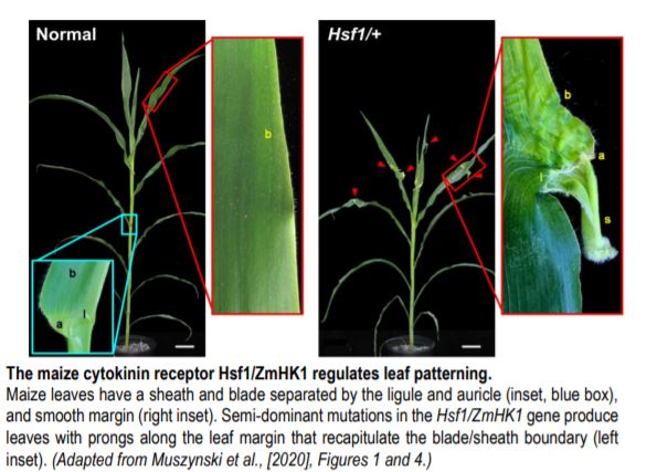 ThePlantCell's tweet image. IN BRIEF:  Cytokinin signaling patterns maize leaves, otherwise things get hairy and frayed #LeafPolarity #Hormones #PlantBiology plantcell.org/content/early/…