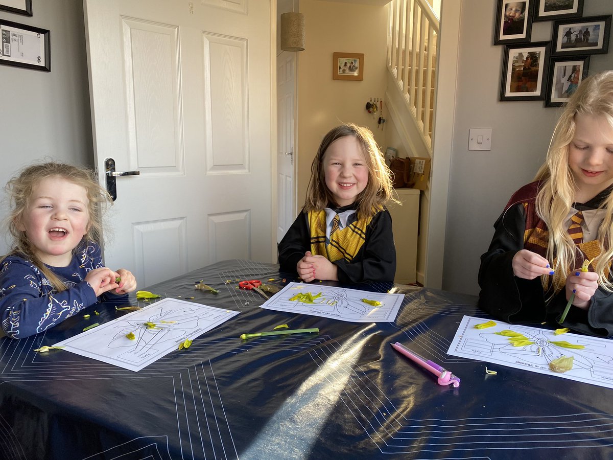 jamclair's tweet image. Dissecting daffodils @maddiemoate #letsgolive