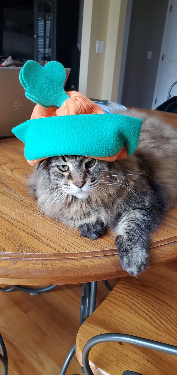 DixieCat10's tweet photo. Enough of this work at home! I am not amused by playing dress up! You do realize that @Owl__Kitty uses a green screen for her escapades! @CatsOnTap https://t.co/0x74akMyed