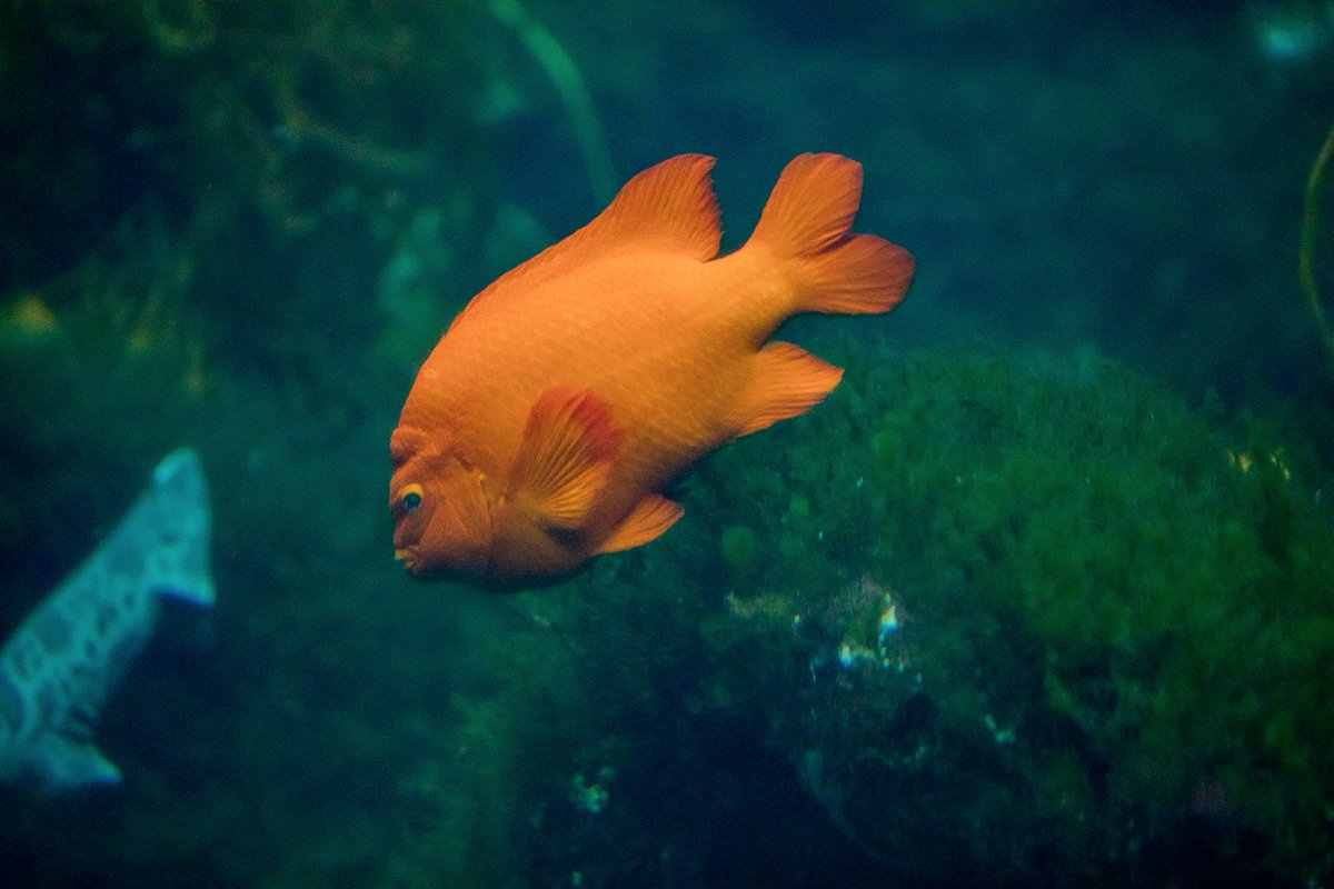 In today’s fun  #CreatureFeature we’re highlighting the already brightly-colored  #garibaldi, California’s state fish. The largest of the damselfish family, they are found from Central California down to Baja California in mostly kelp forest and other rocky reef habitats.