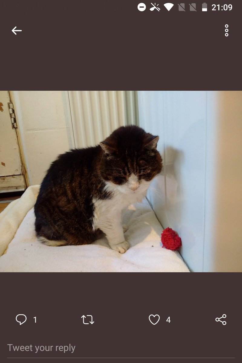 HSRHPrincess's tweet image. It's been 2 years last night since we lost our beloved sweet Chessie Girl...not as Raw so often, but just as raw when it DOES hit..we miss you, sleep sweet dearest adored cherished Chessie Girl.😿😽