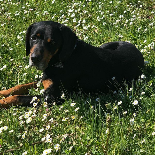 galleryfdm's tweet photo. #tommy#dog#daddyhouse# https://t.co/jvIR6CzOoa
