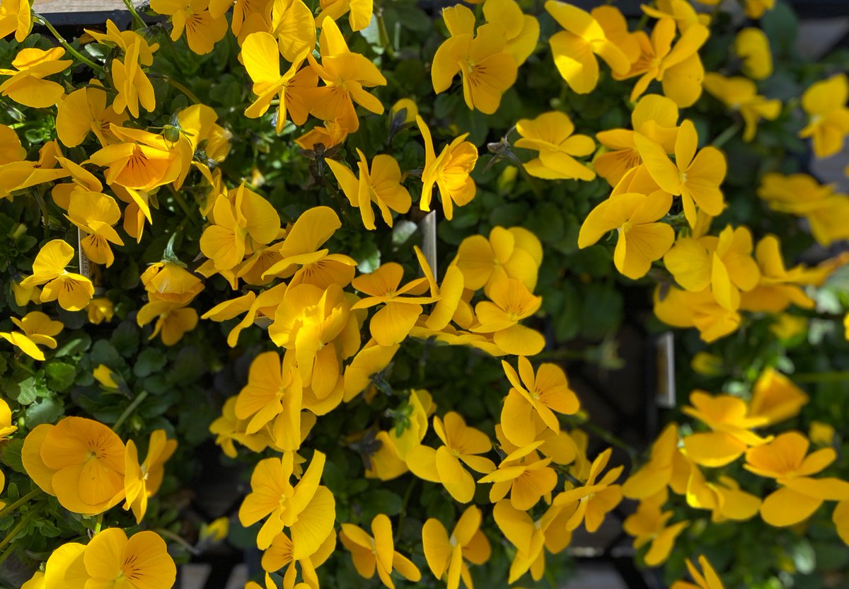 Creating a garden that will feed you and give beauty is a great way to create calm during these complex times. If you have seeds, plant them with your kids, Plant an onion in a can with some rocks and place under your sink, see what blooms! #calmness #NatureZen <a href="/SomervilleHSNJ/">Somerville High School</a>