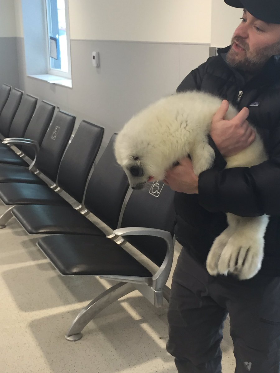 aitomation's tweet photo. THERE WAS A SEAL AT MY DADS WORK TODAY IM GONNA LOSE MY MIND https://t.co/a0k9Dtu3Fg