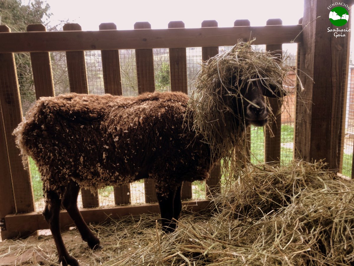 Celestina ha decidido ponerse guapa y ha pasado por la peluquería bien temprano 😊

Ella llegó en febrero del año pasado junto a 16 ovejas y corderos de un grave caso de maltrato y muy débil.

🎥Llegada de Celestina: youtu.be/okVY7ZDuj2o

FundacionSantuarioGaia.org/colabora