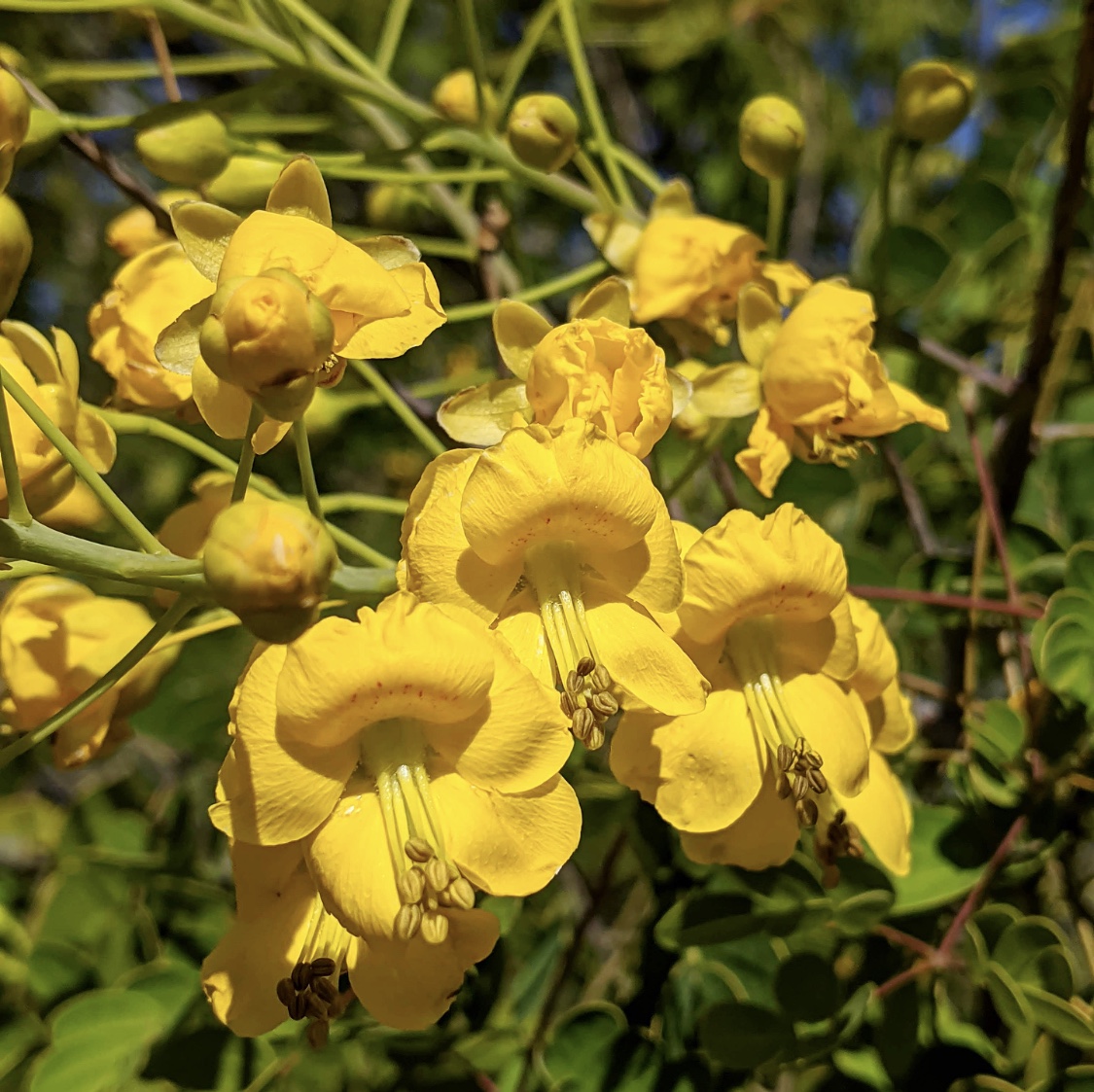 dbgphx's tweet photo. Check out some of the blooms our team spotted on our trails today 🌸 Way to go Desert Horticulture & Conservation team for keeping our plants happy and healthy through our closure 🌵 #yourgardenathome #ourgardensyourhome https://t.co/71h8S8y8cI