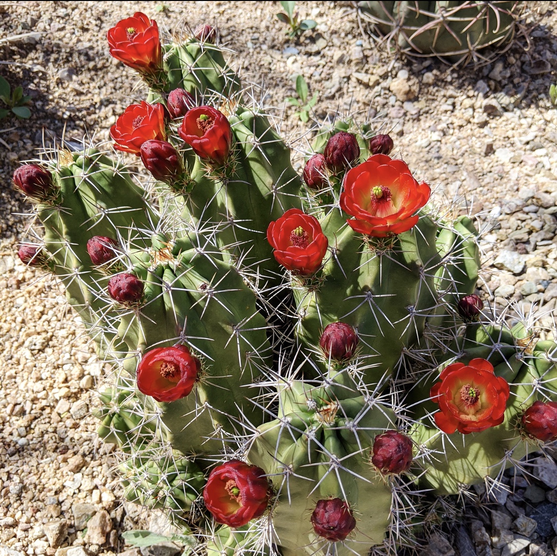dbgphx's tweet photo. Check out some of the blooms our team spotted on our trails today 🌸 Way to go Desert Horticulture & Conservation team for keeping our plants happy and healthy through our closure 🌵 #yourgardenathome #ourgardensyourhome https://t.co/71h8S8y8cI