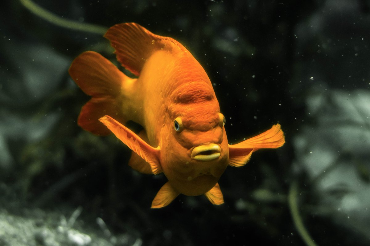 Garibaldi get their name from an Italian leader whose army wore brightly colored reds and oranges into battle.  These fish are highly territorial, and the males will boldly attack much larger fish (and even humans!) to protect their nesting sites.  #CreatureFeature