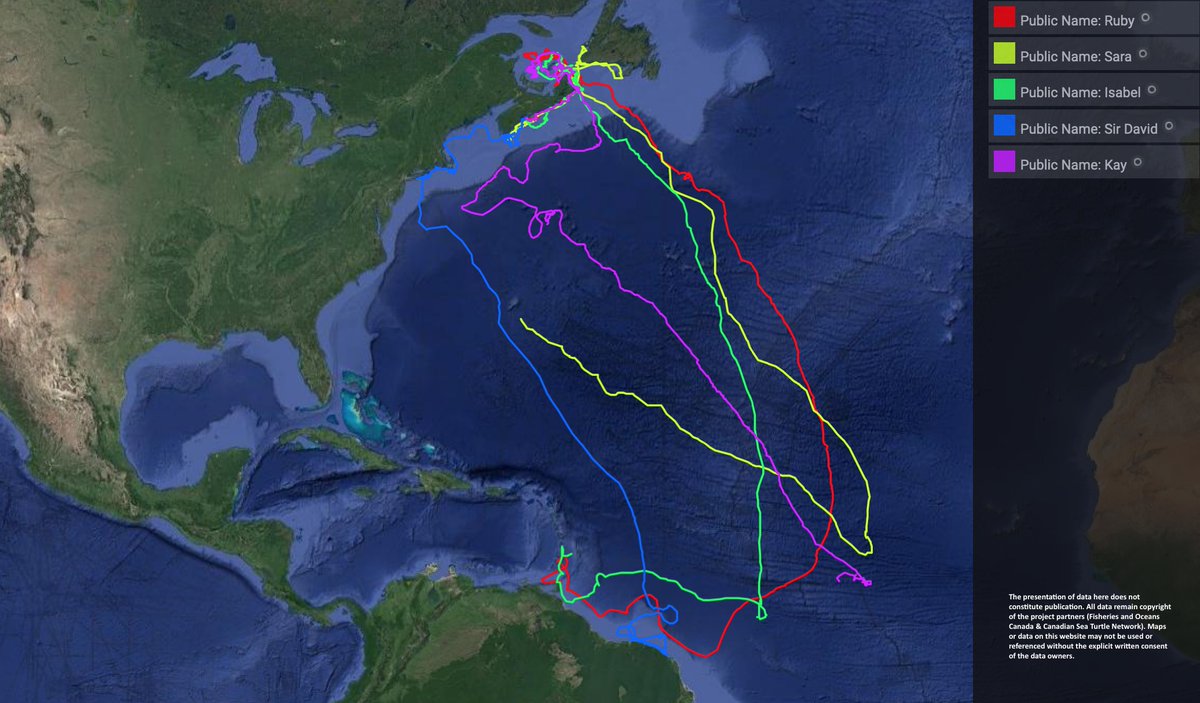 canadaseaturtle's tweet image. Sometimes, it’s just nice to think about something else. While we are all inside, maybe thinking about #leatherbacks swimming on their long #migrations will help. A little bit of life going on as usual. Here's where our turtles are today. Read more at seaturtle.ca/blog