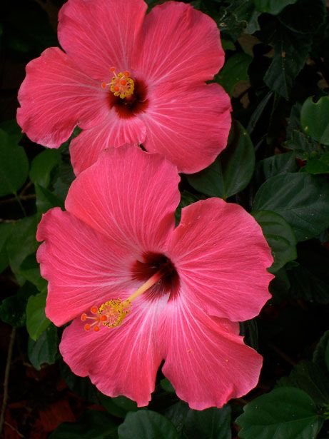 Tulsi Gabbard as hibiscus flowers  , a thread: