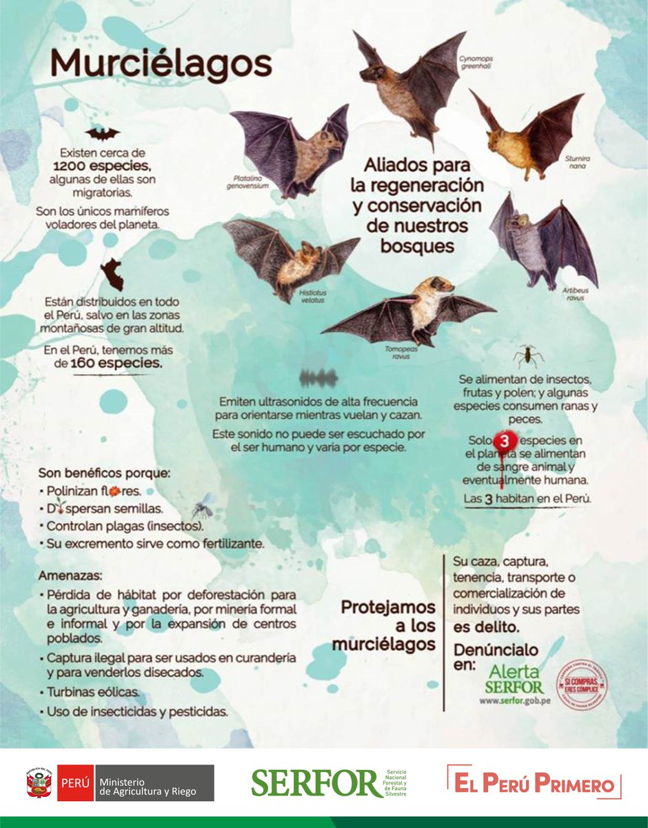 SerforPeru's tweet image. ¡No tengas miedo!🦇Estos animales son polinizadores y dispersadores de semillas. Las enfermedades que se trasmiten a través de especies silvestres se deben a nuestra falta de medidas sanitarias. ¡Guardemos la calma y aprendamos a convivir con nuestra fauna silvestre!
@minagriperu