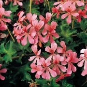 WonderPlants tweet picture