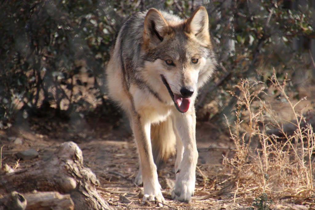 PrescottZoo's tweet photo. Happy #toungeouttuesday from one of the Mexican Gray Wolves at HPZS. The latest population count of Mexican Gray Wolves in the wild is 163 at a minimum. This is great news!! #LoboWeek https://t.co/xltlKSZM3X