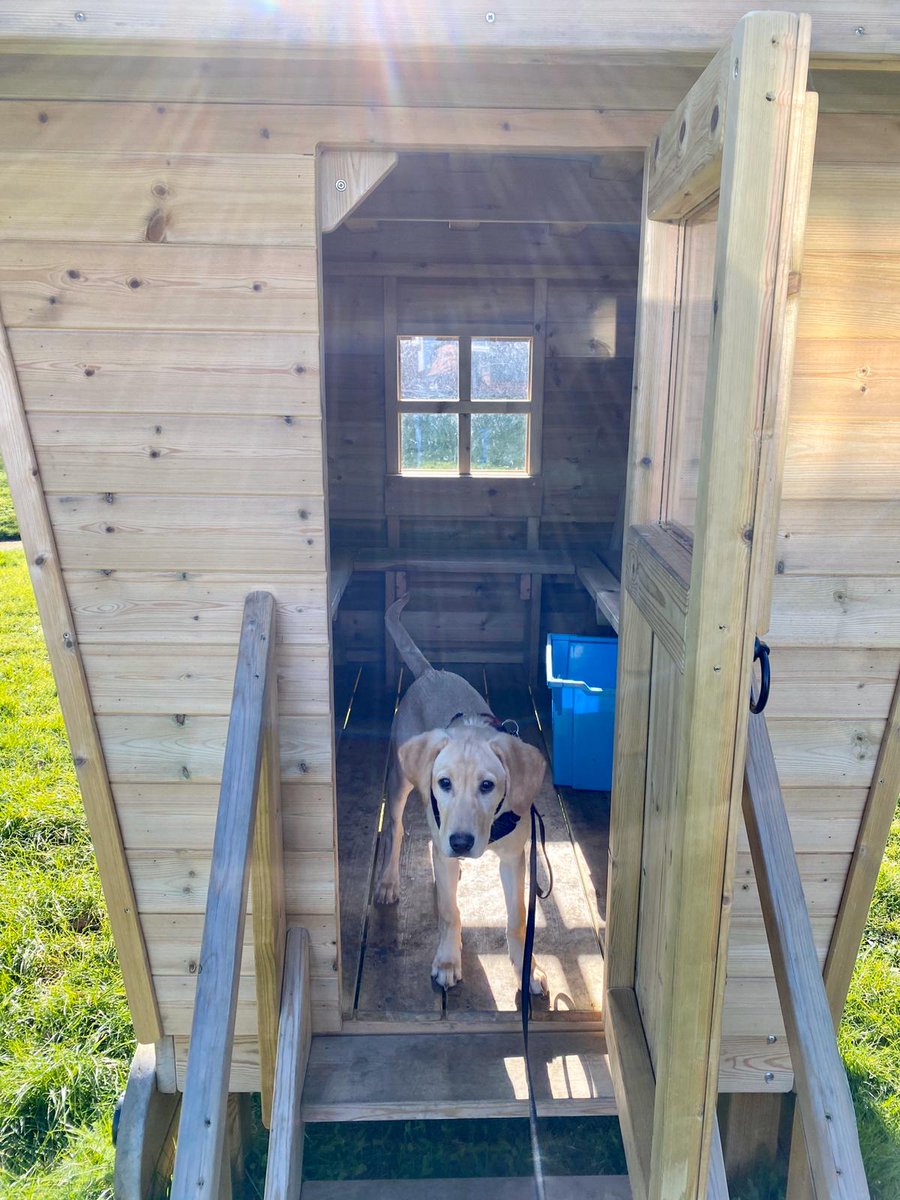 Ravensworth_Sch's tweet photo. Despite the times, Harper is still powering through her educational assistance dog training and is well on her way! #thisdogcan https://t.co/WVSzHKsSM9