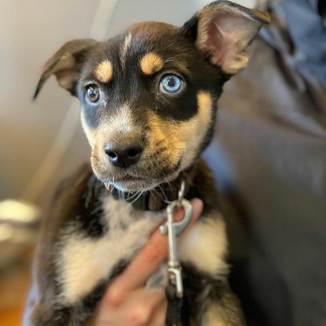 Good afternoon, family! Governor Baker’s announcement doesn’t change anything for us. We’ve been closed for over a week now, trying to keep everyone safe and to do our part to flatten the curve. 📉 This little face above would like to remind you all t… ift.tt/39fPPin