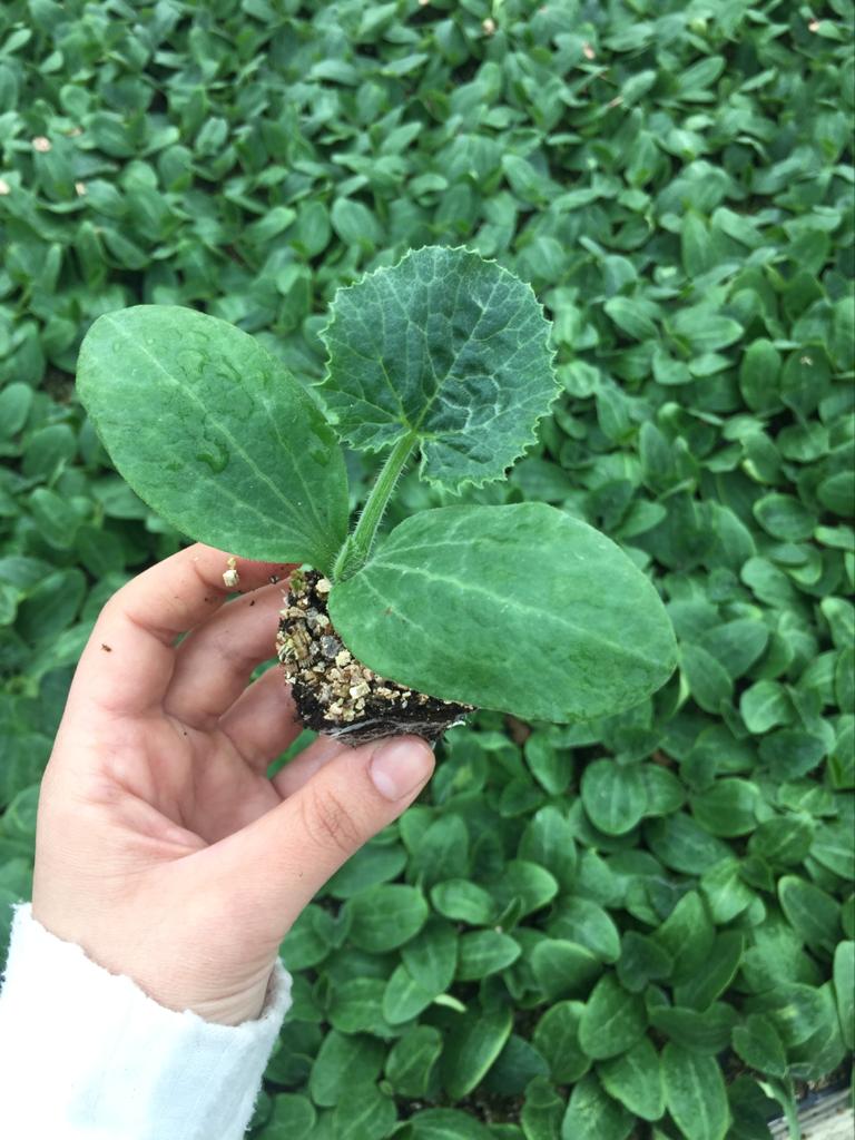 #EvdeKal #fide #TARIM #Amasya #domates #sera #üretim Siz isteyin Biz Üretelim.