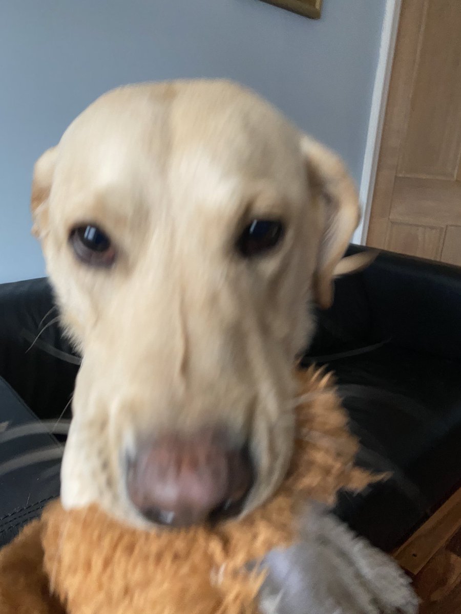 robmurray11's tweet photo. These pictures catch the various moments of Winston’s reaction to me arriving back for what will be me working from home until this all blows over. #winstonsadventures🐶 #COVID19 #asthma #officeshut https://t.co/EKJZ0CW5oN