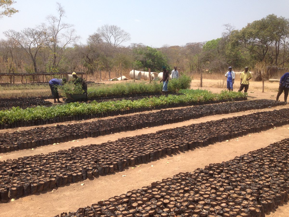KlabrateTrust's tweet photo. Klabrate Trust’s projects include;⁣
🌳 Reforestation- the planting of trees⁣
🌱 Aforestation- planting seeds &amp; trees to create new forests ⁣
🌾 Forestry protection in Zambia⁣
⁣
(Actual images from our projects)⁣
#treeplanting #environment #globalwarming #helptheplanet https://t.co/VQYN7BPMB3