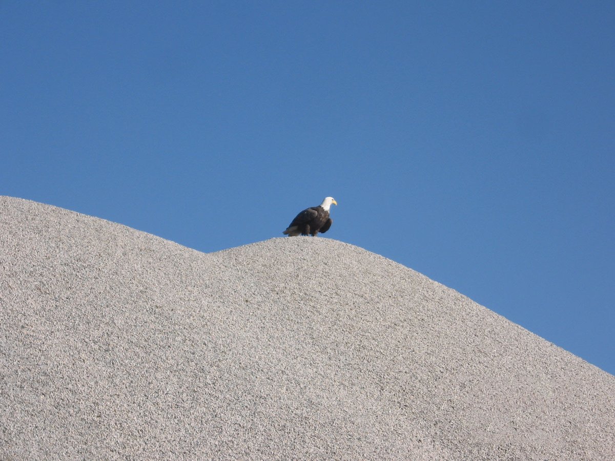 VADMME's tweet photo. Mining and Wildlife: A bald eagle on a stockpile at a Chesterfield County mineral mine site @ChesterfieldVa  #vaminingandwildlife https://t.co/HCV6F6IQ9x