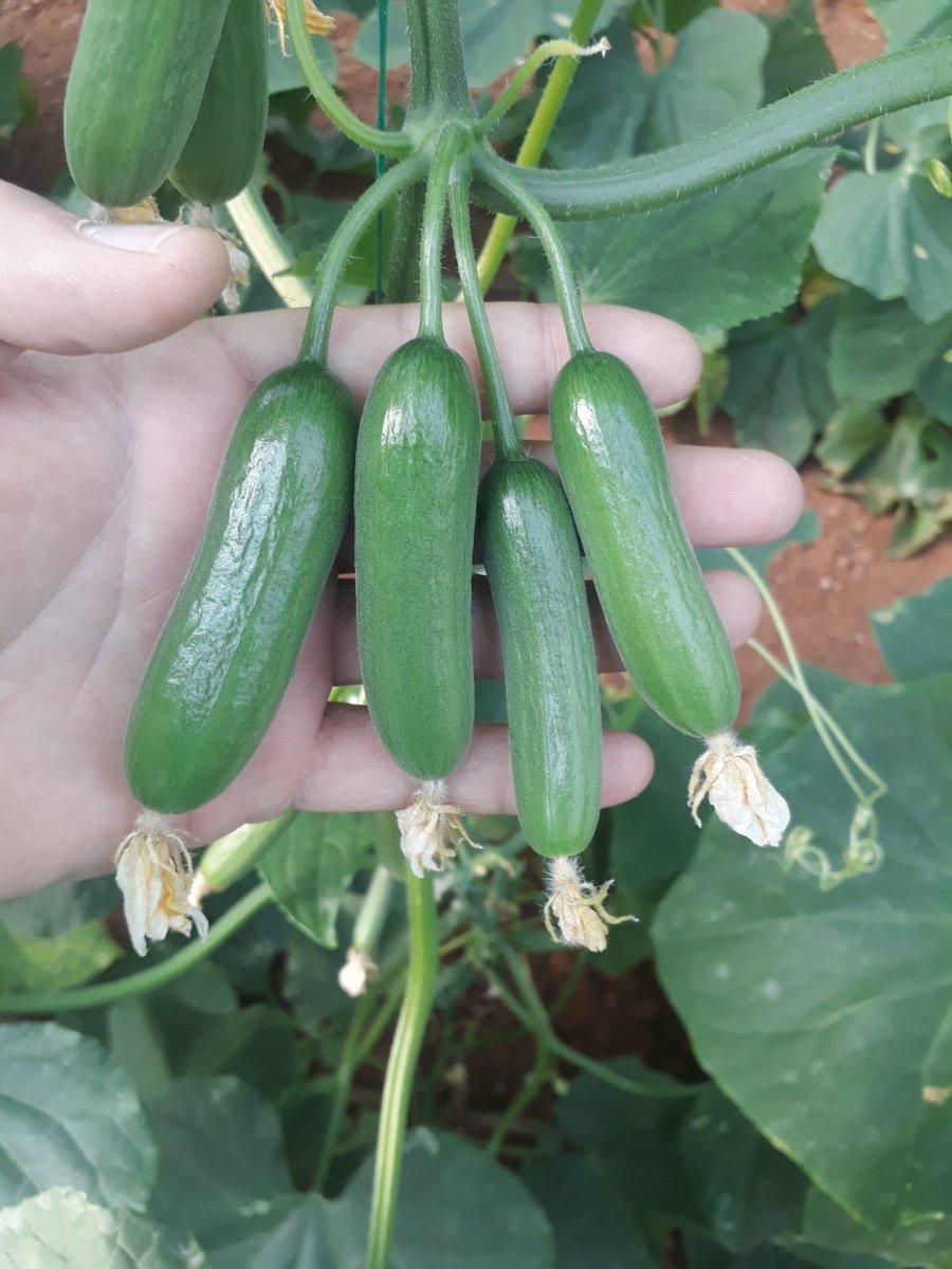 #evdekalsebzeye hastalıklara direncinizi arttırın , mutlu sağlıklı nesiller yetiştirin . Taze üret ,  taze tüket ..