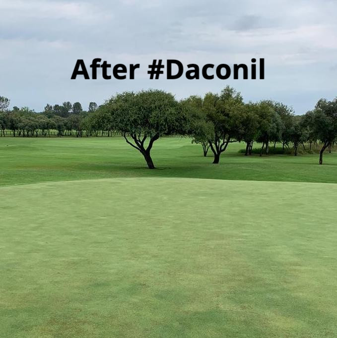 SyngentaTurfSA's tweet photo. After #Daconil Weatherstik #Fungicide
7 days after Daconil applied 20lt/ha #SouthAfrica
https://t.co/HPKM9la9dU https://t.co/YboapLhAC5