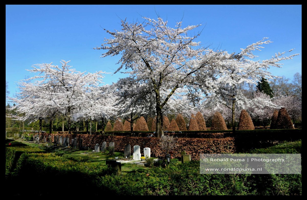 RonaldPumaPhoto's tweet photo. #Begraafplaats #Moscowa #Arnhem #Uitvaart. https://t.co/Z6QpJI2F3J
