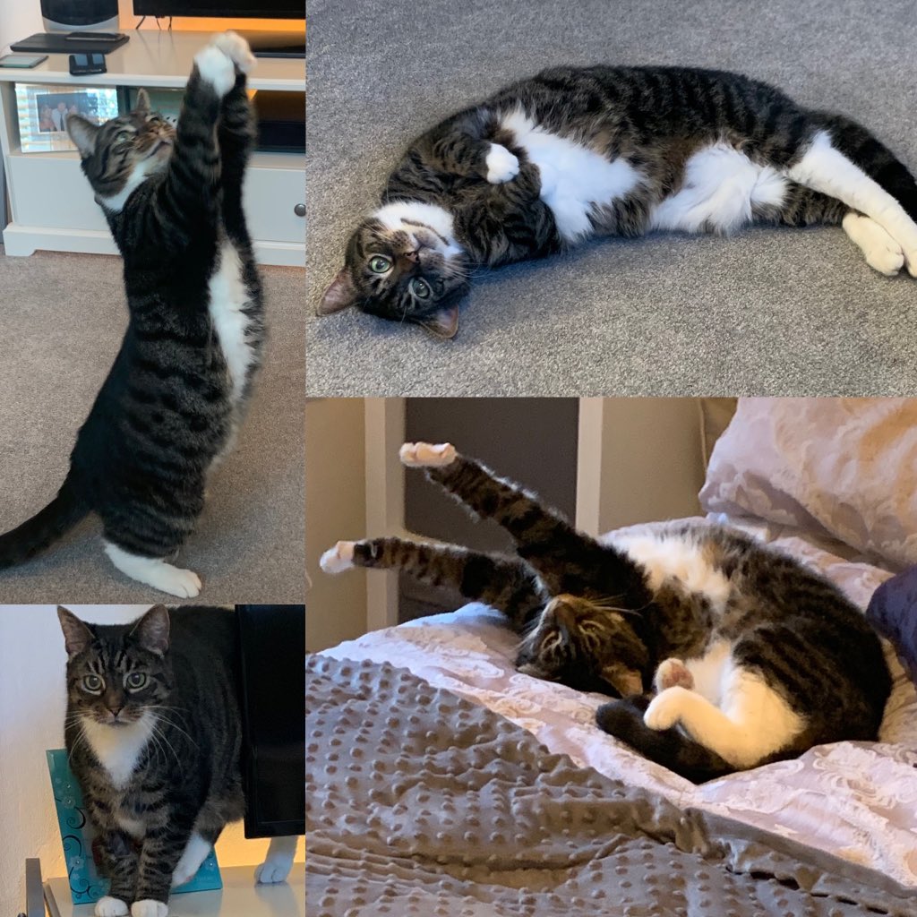 _Charlie2310_'s tweet photo. @Battersea_ He is definitely loving his new life...!😻 https://t.co/ZLXNkvoAql