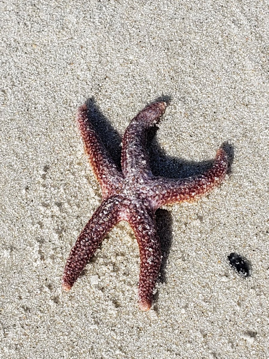 Debography's tweet image. Can't shoot my seniors, so here's a little happiness from my morning run! #Debography #Naples #WishingforaBeach