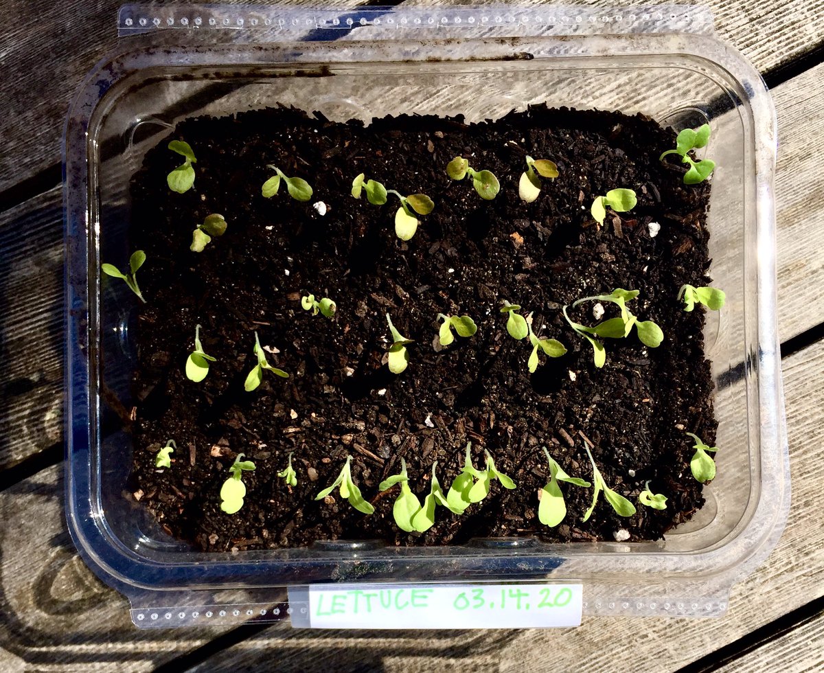 compostwithme's tweet photo. How’s your #victorygarden doing? https://t.co/MNBVjWe5nN