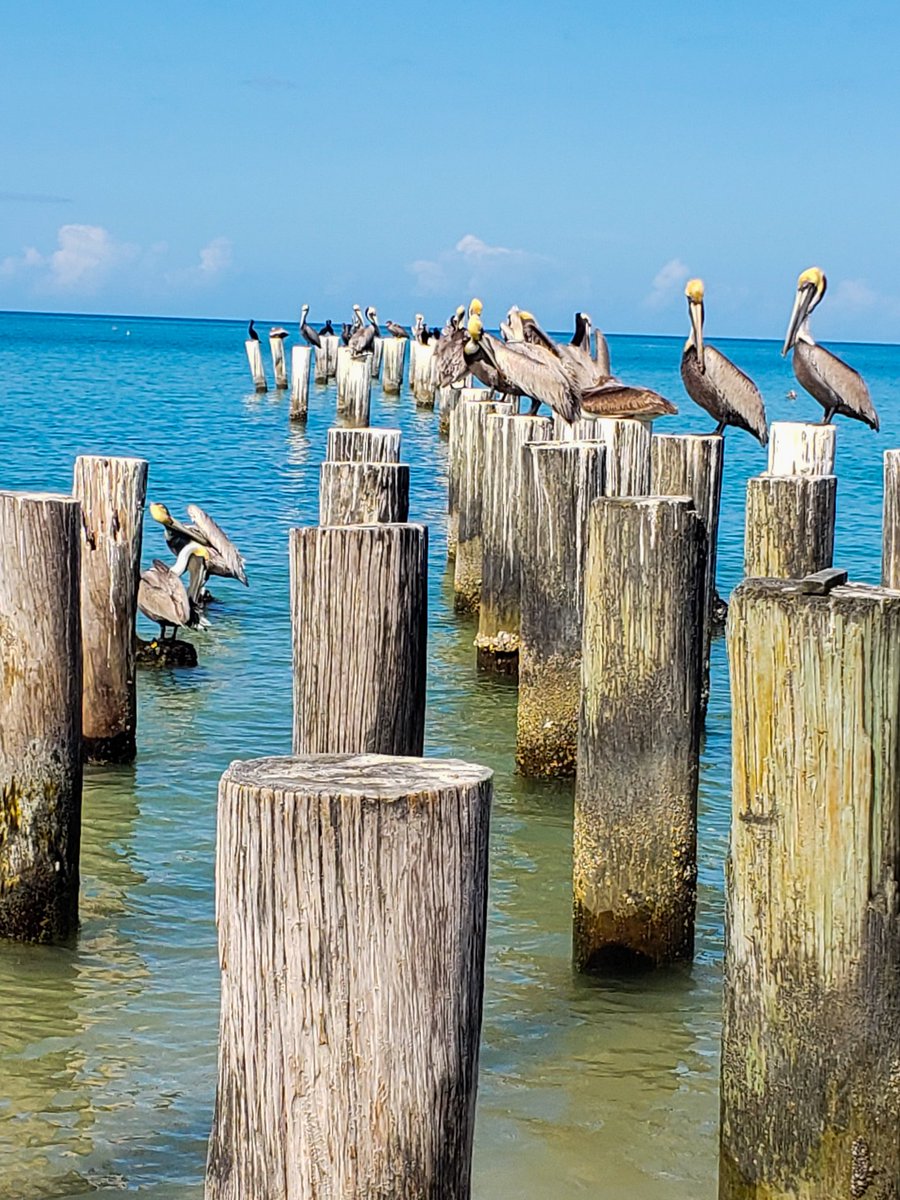 Debography's tweet image. Can't shoot my seniors, so here's a little happiness from my morning run! #Debography #Naples #WishingforaBeach
