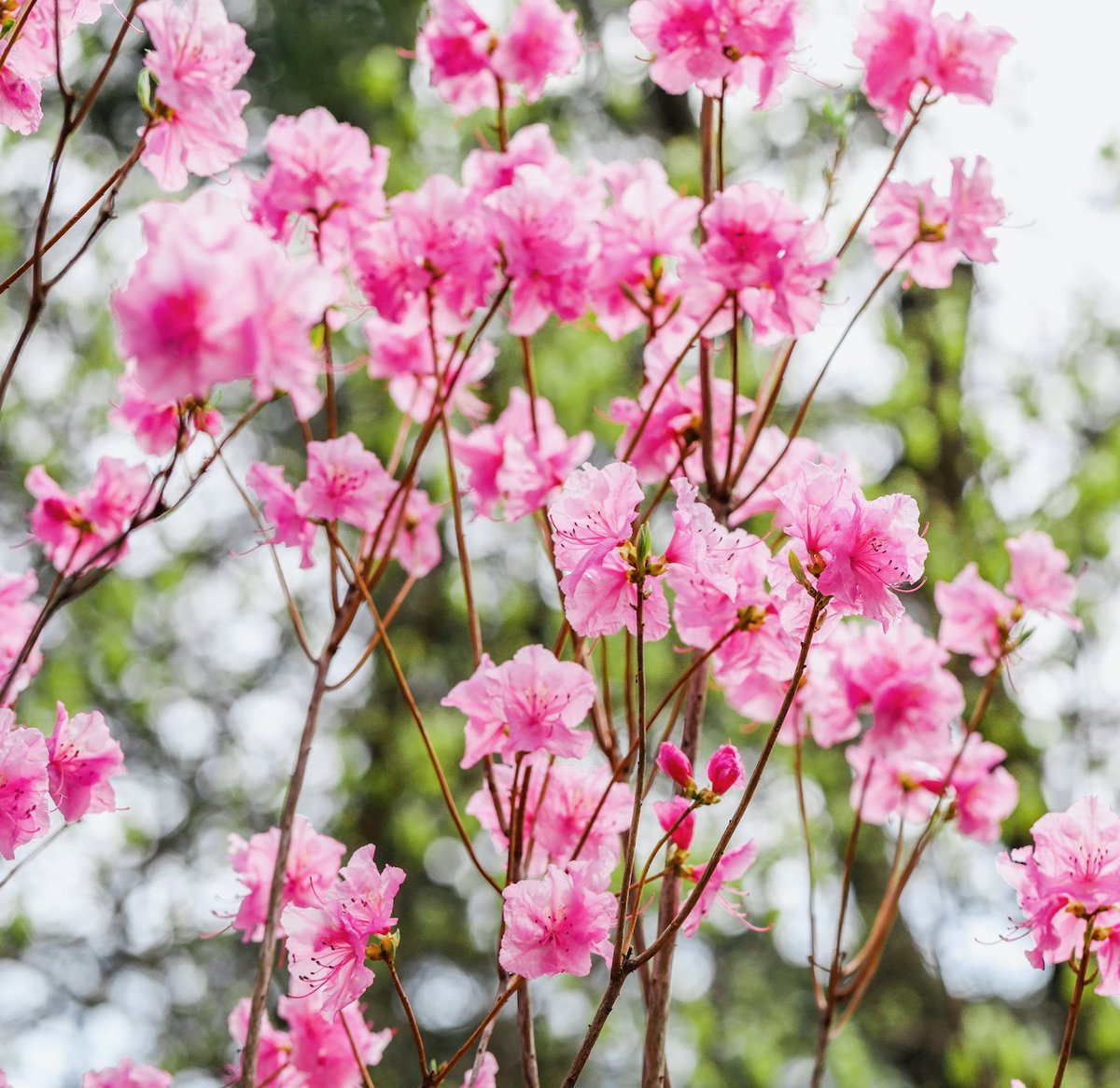 longwoodgardens's tweet photo. It may feel like the whole world has quieted, but nature is still actively unfolding her spring beauty. Sink into some snapshots of what’s in bloom at Longwood here: https://t.co/JhoDEh3gjs #OurGardensYourHome https://t.co/aJTIyFn9Eo