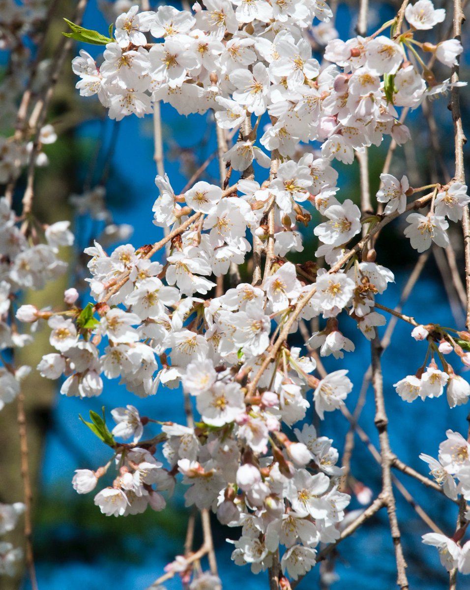 longwoodgardens's tweet photo. It may feel like the whole world has quieted, but nature is still actively unfolding her spring beauty. Sink into some snapshots of what’s in bloom at Longwood here: https://t.co/JhoDEh3gjs #OurGardensYourHome https://t.co/aJTIyFn9Eo