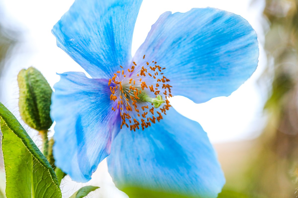 longwoodgardens's tweet photo. It may feel like the whole world has quieted, but nature is still actively unfolding her spring beauty. Sink into some snapshots of what’s in bloom at Longwood here: https://t.co/JhoDEh3gjs #OurGardensYourHome https://t.co/aJTIyFn9Eo