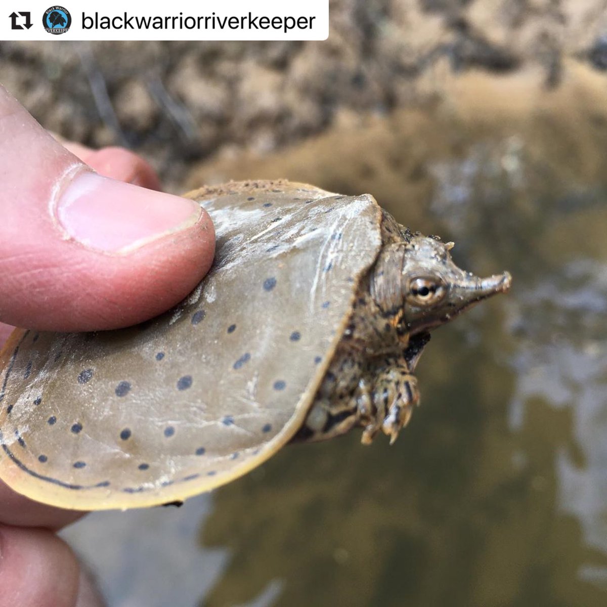 BWRiverkeeper's tweet photo. The Locust Fork of the Black Warrior River is holding up well with all of the recent rain we’ve had. Remember, #safetyfirst, because you never know what may be around the next bend…. https://t.co/tr0ce2UMkm