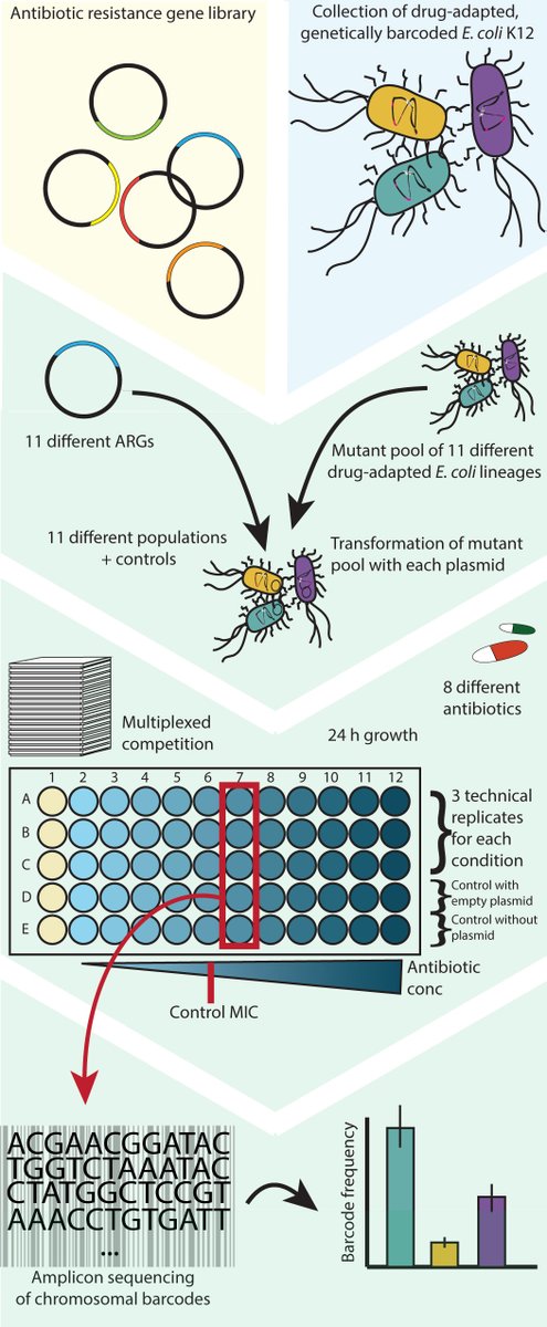 Nature Communications (@naturecomms) on Twitter photo Dominant resistance and negative epistasis can limit the co-selection of de novo resistance mutations and antibiotic resistance genes
#AntibioticResistance
<a href="/Andreas_Porse/">Andreas Porse</a> <a href="/moasommer/">Morten Sommer</a> <a href="/LeonieJJahn/">Leonie Jahn</a>
go.nature.com/3brq1l5 Dominant resistance and negative epistasis can limit the co-selection of de novo resistance mutations and antibiotic resistance genes
#AntibioticResistance
<a href="/Andreas_Porse/">Andreas Porse</a> <a href="/moasommer/">Morten Sommer</a> <a href="/LeonieJJahn/">Leonie Jahn</a>
go.nature.com/3brq1l5