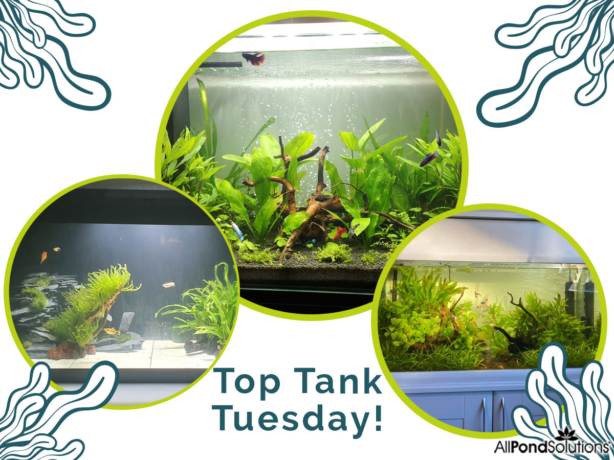 It's time for #TopTankTuesday! We wanna see your tanks! Head over to Facebook &amp; comment with your tank to be in for a chance to be featured! 👉 ow.ly/dm4b50yKbb4
Thanks for the great pics guys! 😍
📸 Chloe Goldsworthy
📸 Craig Thurston
📸 Danielle Currie