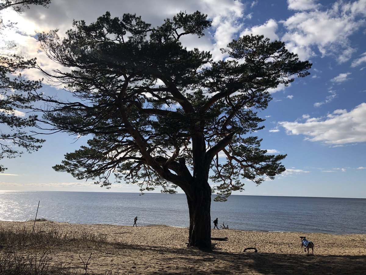 Spekozols's tweet photo. Māsīca priede, stipra un skaista! 
#parkokiem #priede #saulkrasti #dabasspēks #dabasdaudzveidība #daba #ejdabā #dodiesdabā #āradzīve #ejamārā #latvijasdaba https://t.co/QFVPb6AekH