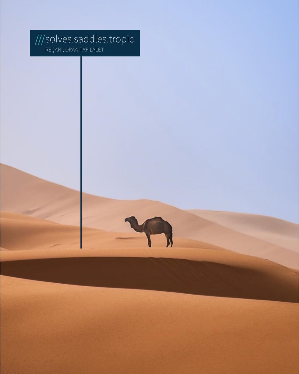 shot of a camel in the moroccan desert. what3words address is solves saddle tropic.