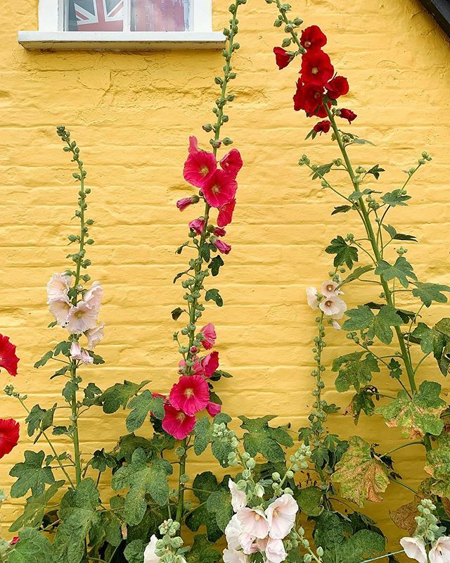 Been lovely finding old photos of colourful florals &amp; pretty houses on my camera roll to brighten your day &amp; mine 🌻🌷#stayathome #colourcolourlovers ift.tt/3bozUje