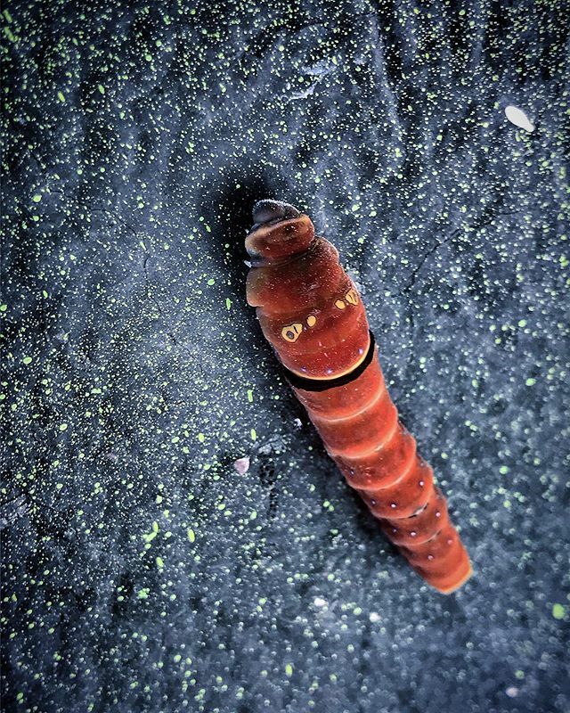 ALEJANDROR3Y's tweet photo. #caterpillar #bug #bicho #worm #insect #instainsects #insectsofinstagram🐛🐝🐞🐜 https://t.co/K3g15nhUza https://t.co/ZPmNzgMrsg