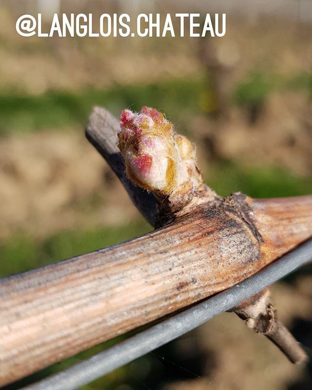 Live update from <a href="/langlois/">langlois</a>.chateau "At Château de Fontaine Audon in Sancerre, we are working the soils while following to rules in order to protect our team working the vines. It is also the budding period. There is a risk of frost in the coming days (te… ift.tt/3bzzW8j