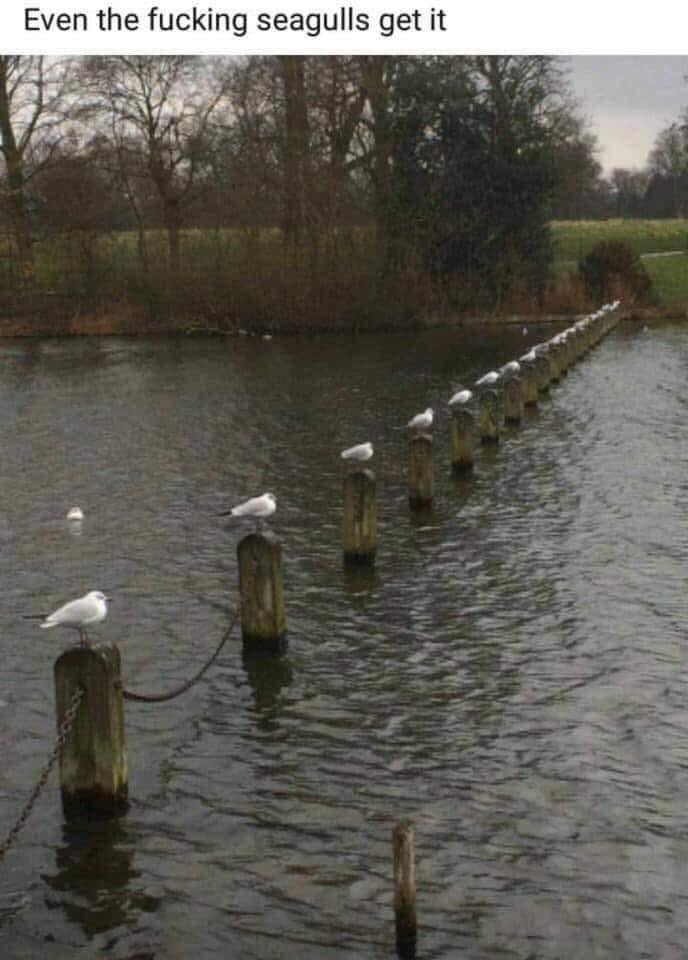 Even the seagulls are doing their part with social and physical distancing