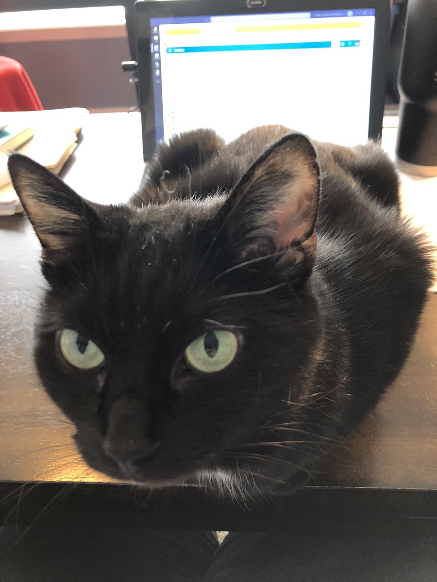 CDombkowskiBRM's tweet photo. After 1.75 days, the boss made an appearance. She doesn’t look pleased.  Something about interrupting her daily nap routine. Apparently I need to be quieter during my meetings and phone calls. #RemoteWork https://t.co/oJ5A0c0cYc