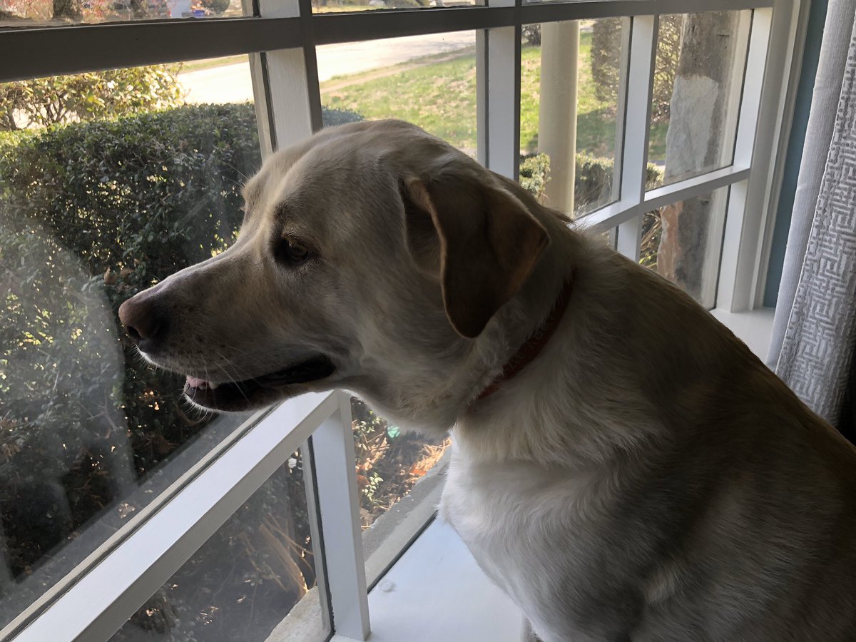 And now our champion, the barker at delivery men, the chewer of toys, the pooper extrodinare and defender of the realm, our Lab/Great Pyrenees mix, weighing in at 120 lbs, Abby!